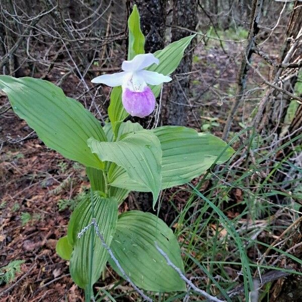 Cypripedium reginae Blüte