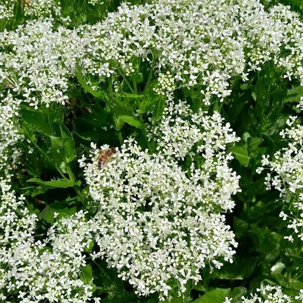 Lepidium draba आदत