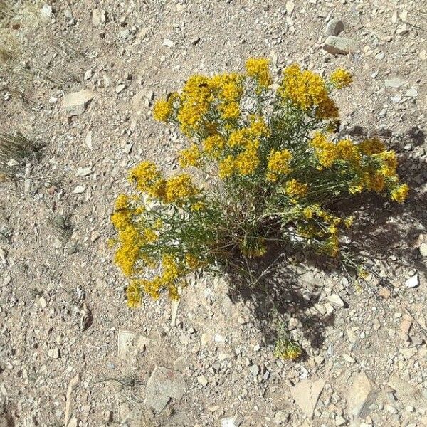 Gutierrezia sarothrae Flor