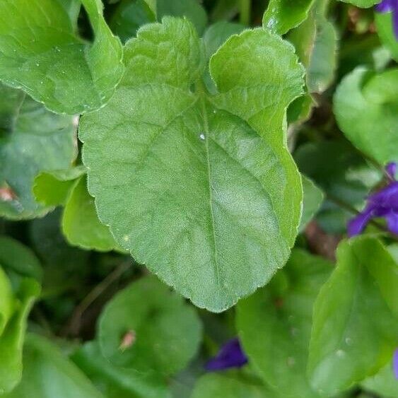 Viola odorata Leaf