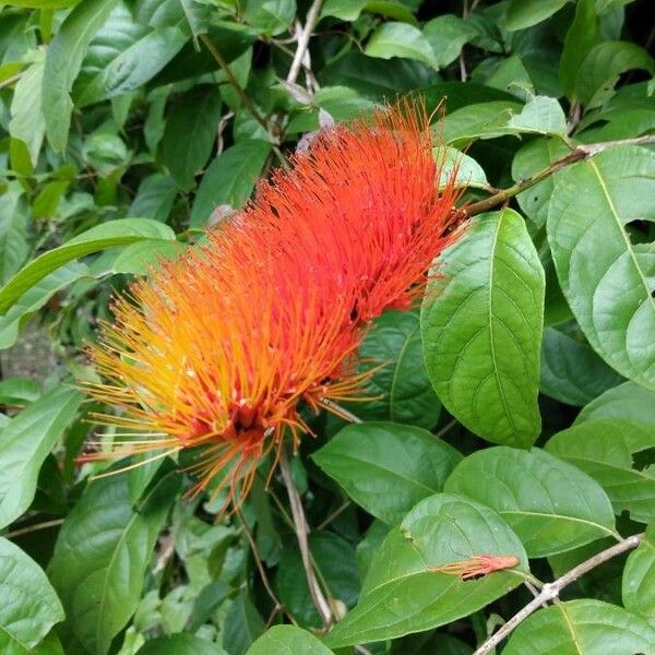 Combretum paniculatum Õis