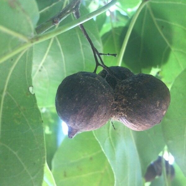 Cordia subcordata Fruto