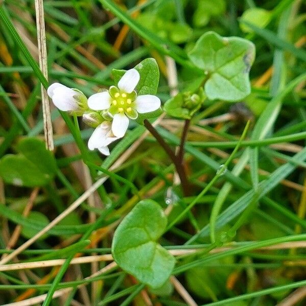 Cochlearia danica ᱛᱟᱦᱮᱸ