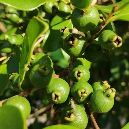 Psidium cattleyanum Frukt