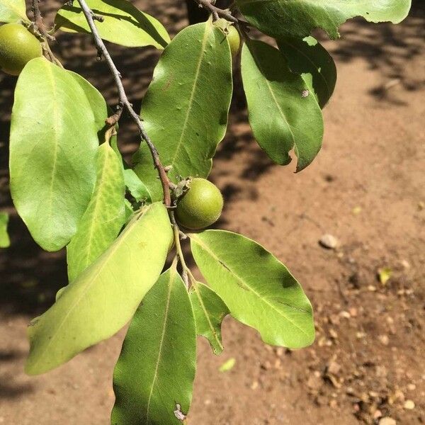 Diospyros mespiliformis Lapas