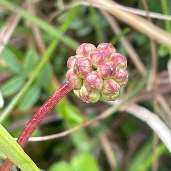 Sanguisorba minor Цвят