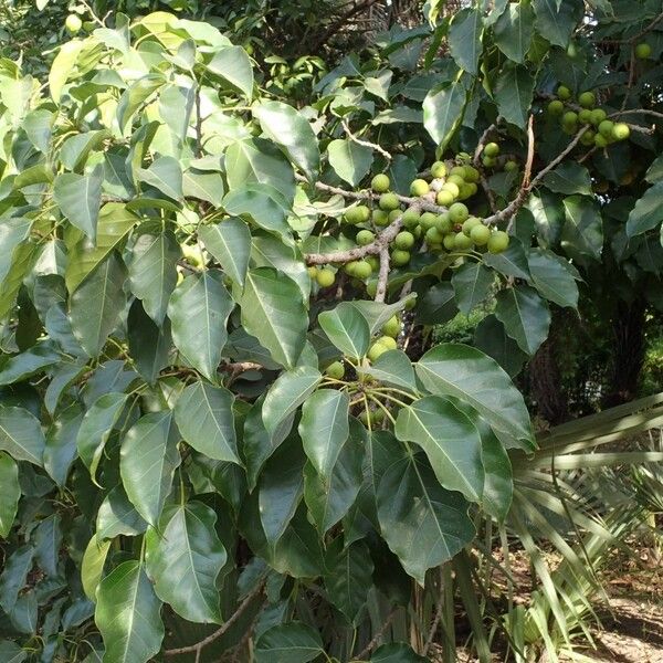 Ficus polita Annet