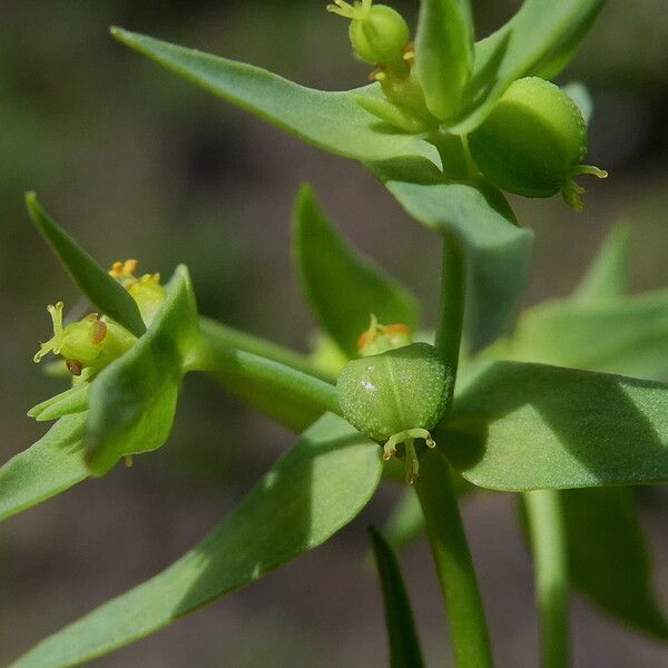 Euphorbia exigua 果實