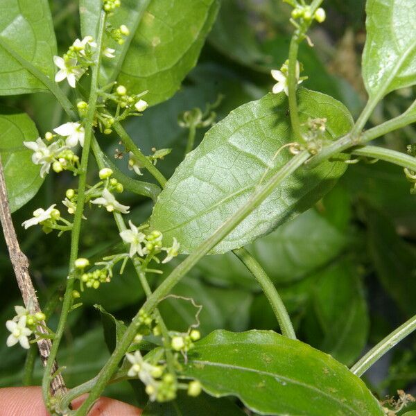 Cyclanthera lalajuela Cvet