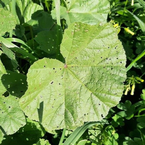 Malva parviflora পাতা