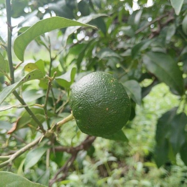 Citrus × aurantiifolia Vili