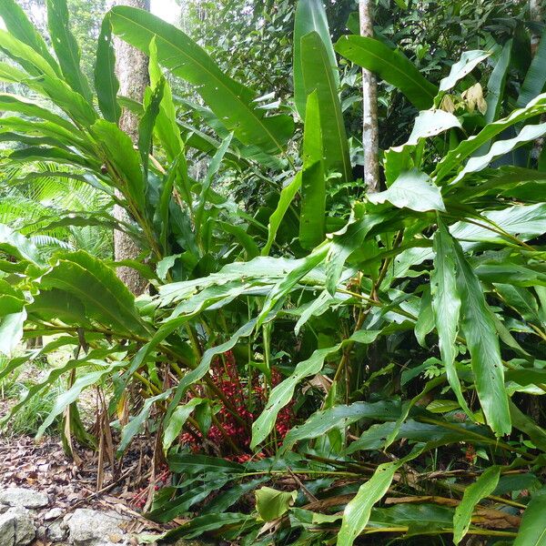 Renealmia alpinia Fulla