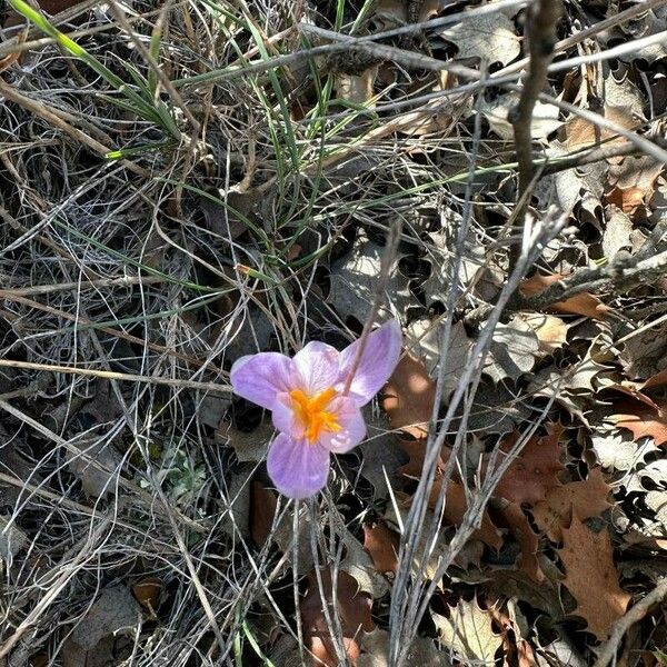 Crocus versicolor Квітка