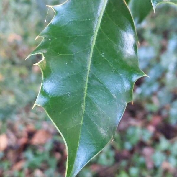 Ilex aquifolium Liść