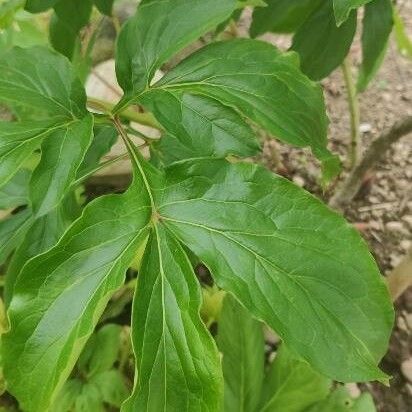 Paeonia officinalis Levél