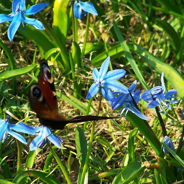 Scilla siberica Costuma