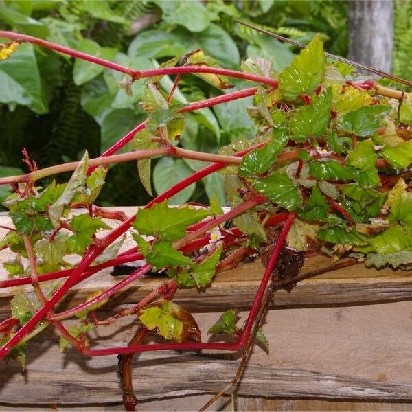 Begonia fischeri Habit