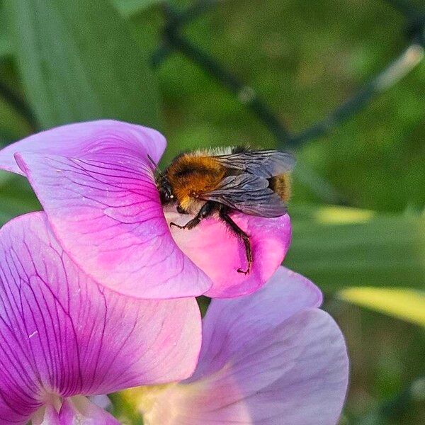 Lathyrus latifolius Lorea