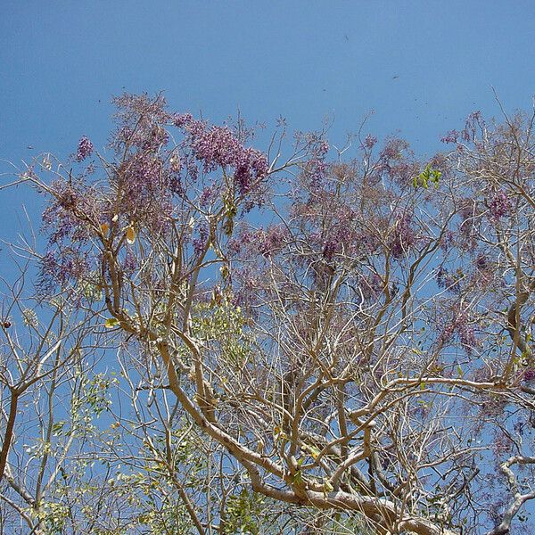 Philenoptera laxiflora Blomma