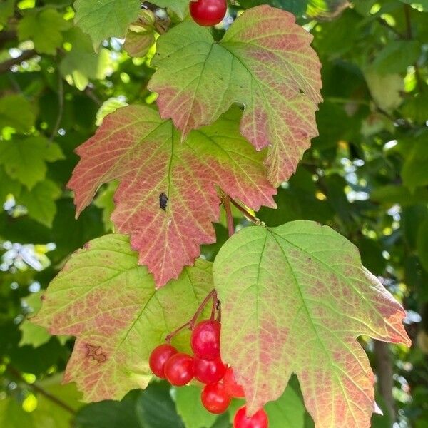 Viburnum opulus Frucht