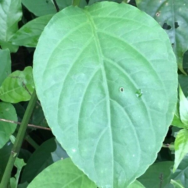 Odontonema cuspidatum Levél