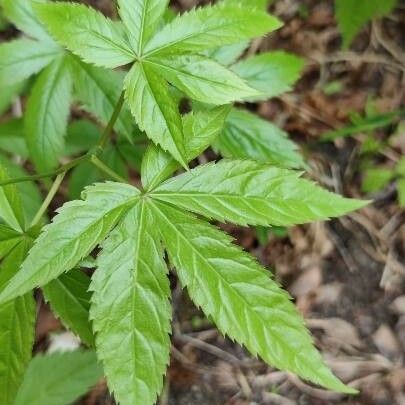 Cardamine pentaphyllos 葉