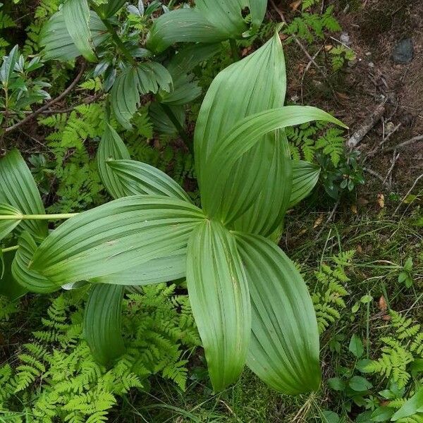 Veratrum album Levél