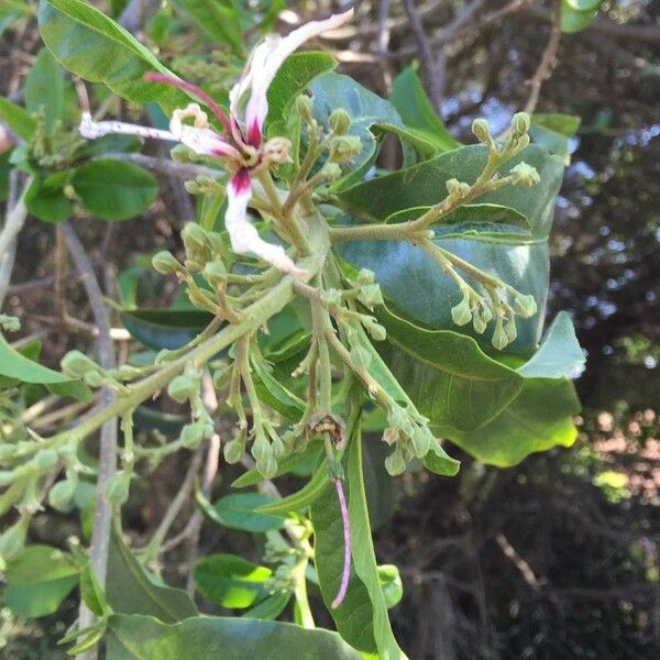 Calodendrum capense Blomma