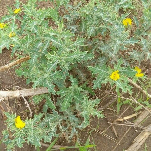 Argemone mexicana Leaf