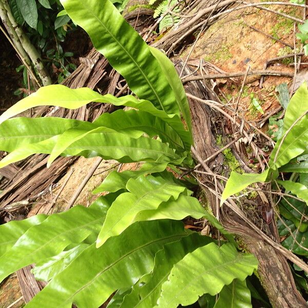 Microsorum punctatum Leaf