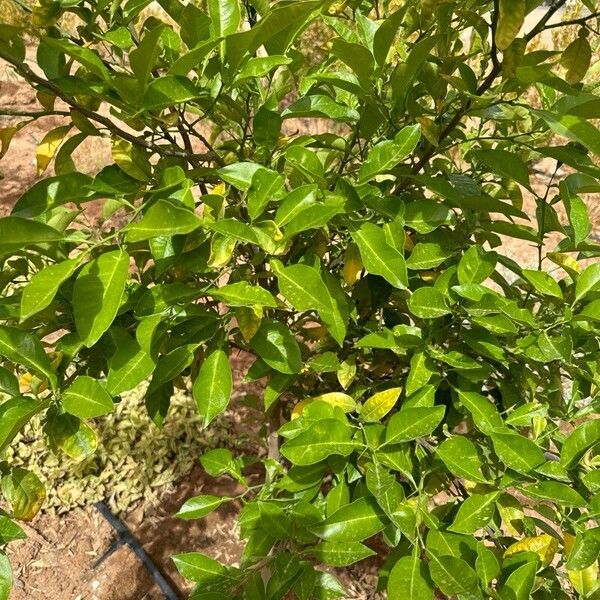 Citrus × aurantiifolia Blatt