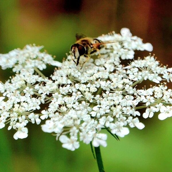 Daucus carota Blomma