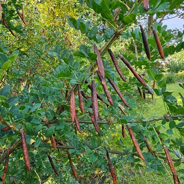 Caragana arborescens Плод