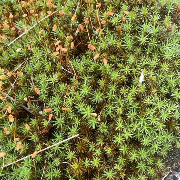 Plantago subulata Fruit