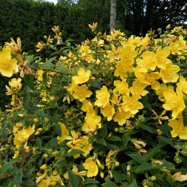 Hypericum patulum Fleur