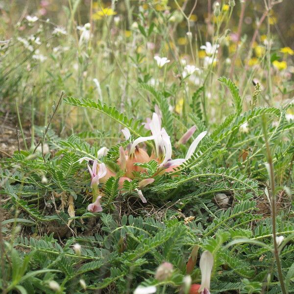 Astragalus physocalyx Květ