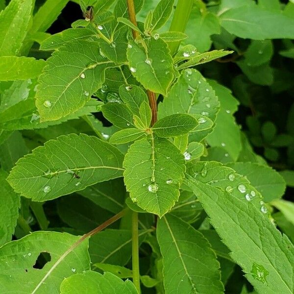 Spiraea alba Leaf