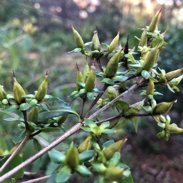 Hypericum prolificum Φρούτο