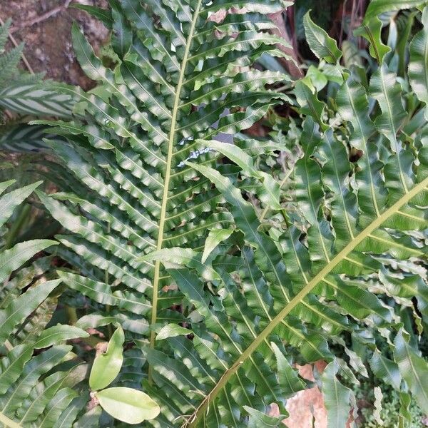 Blechnum brasiliense Листок