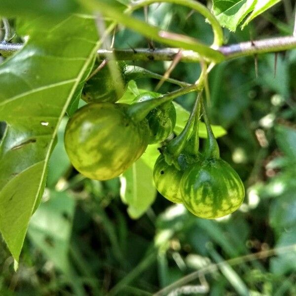 Solanum viarum Fruto