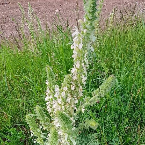 Salvia austriaca Flower