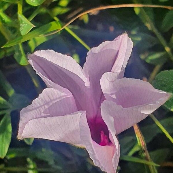 Ipomoea mombassana Blomma