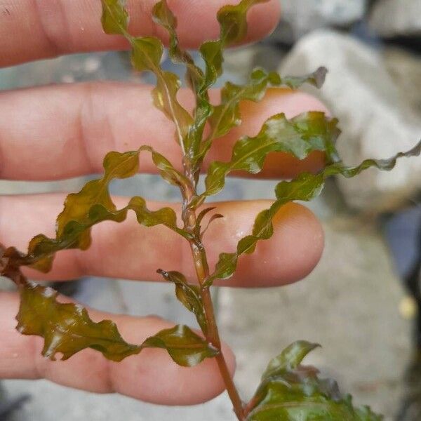 Potamogeton crispus Blatt