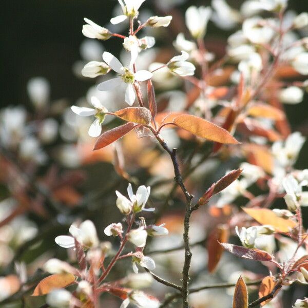 Amelanchier asiatica 花