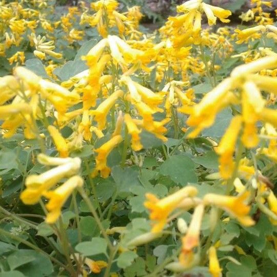 Genista acanthoclada 花