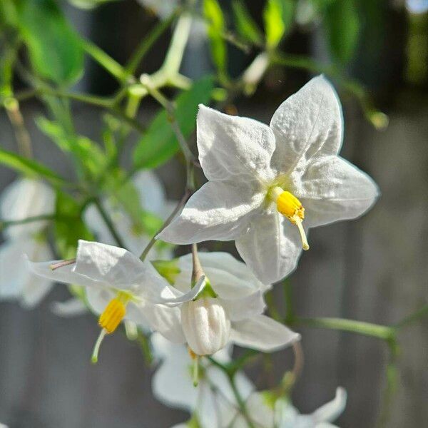 Solanum laxum Цвят