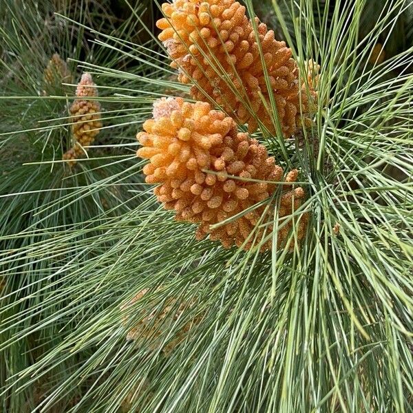 Pinus canariensis Blüte