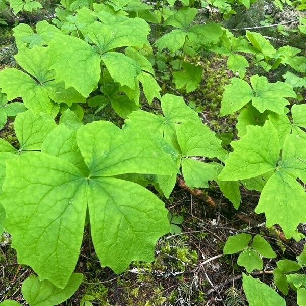 Achlys triphylla Blatt