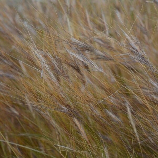 Stipellula capensis Leaf