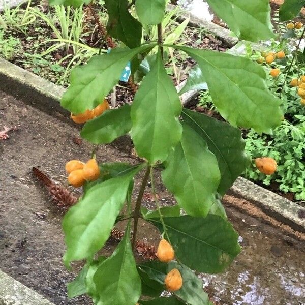 Duranta erecta Blad